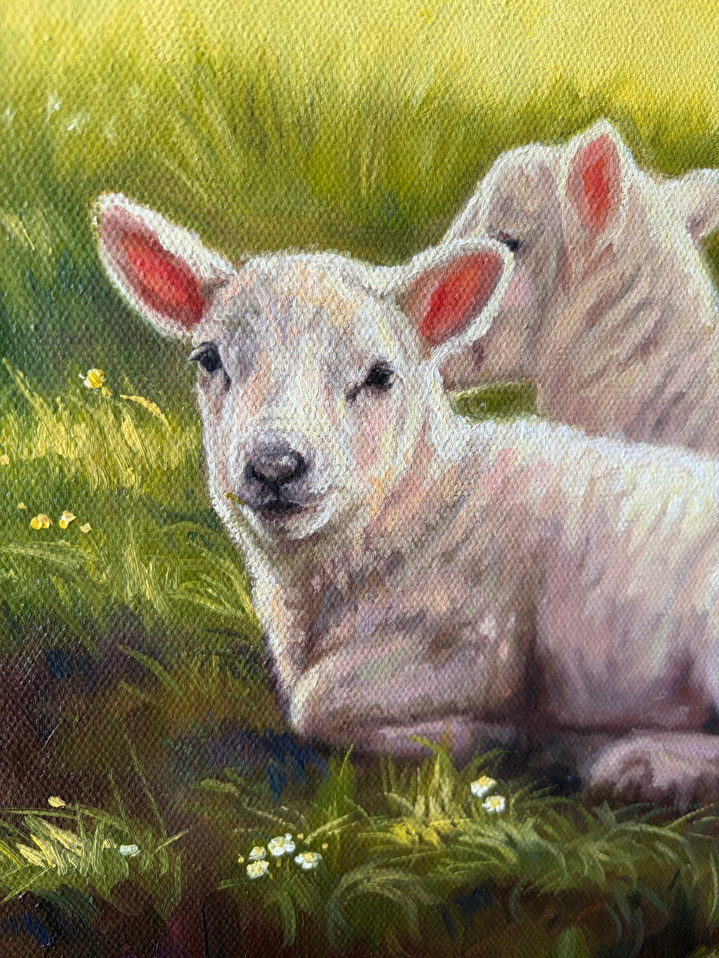 LAMBIES AT REST